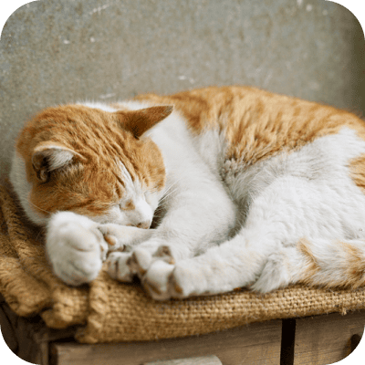 麻袋の上で気持ちよさそうに眠る茶白猫