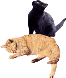 黒猫と茶トラ猫のツーショット