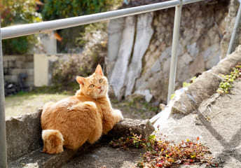 日差しを浴びながら振り返る茶トラ猫